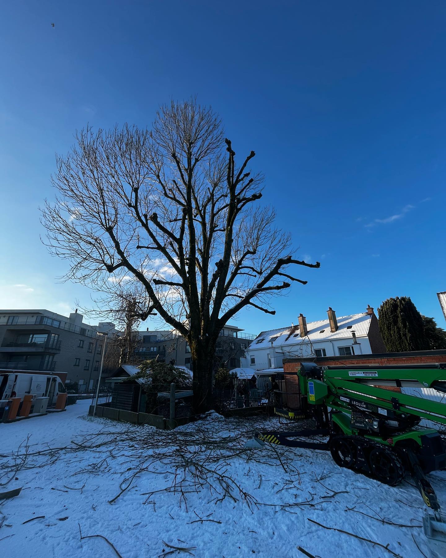 Boom snoeien vanuit een hoogtewerker door Tuinen Haemers