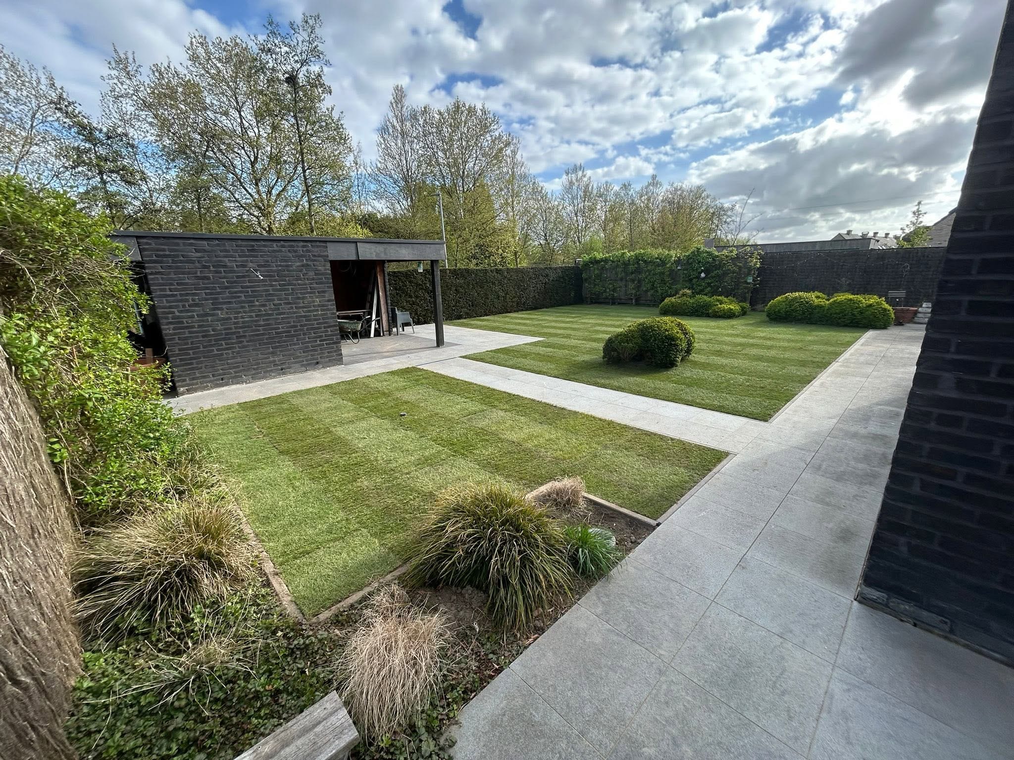 Aangelegde tuin met gazon, betonpad en siergrassen, door Tuinen Haemers