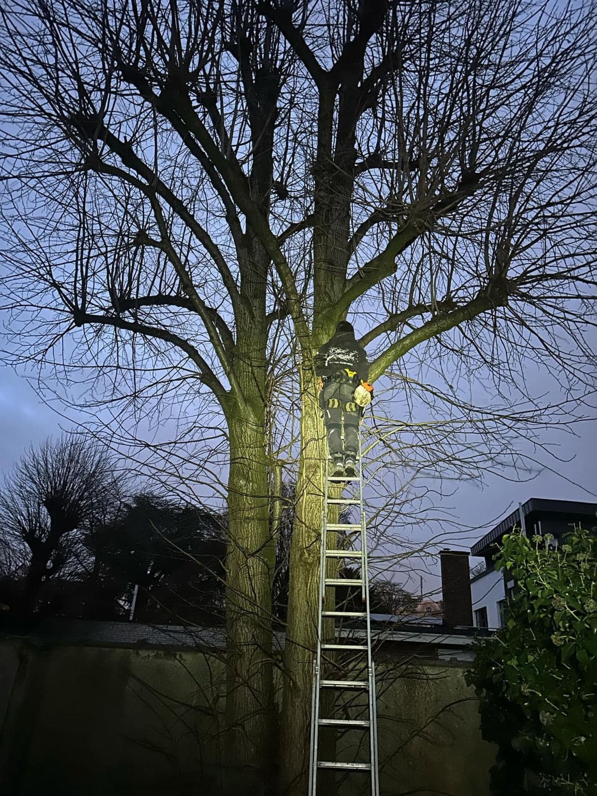 Snoeiwerk aan bomen, realisatie van Tuinen Haemers in de regio Kortrijk