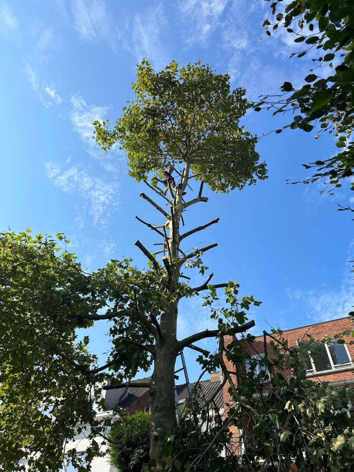 Snoeiwerk aan bomen, realisatie van Tuinen Haemers in de regio Kortrijk