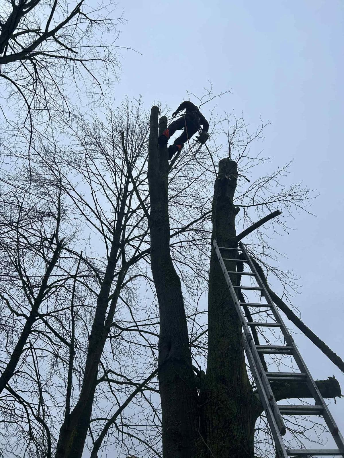Snoeiwerk aan bomen, realisatie van Tuinen Haemers in de regio Kortrijk